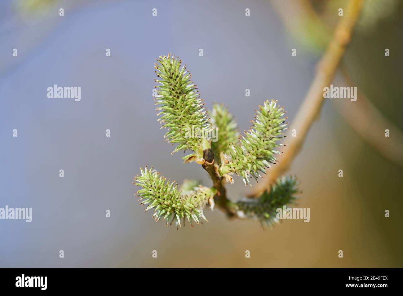 Broken willow (Salix fragilis), catkins, Bavaria, Germany Stock Photo