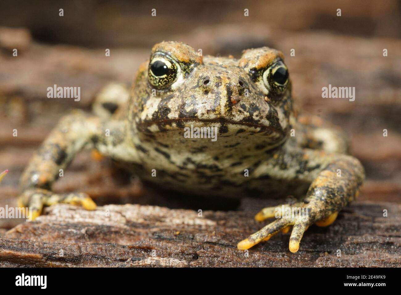 Frontal close up of a juvenile western toad , Anaxyrus boreas Stock Photo