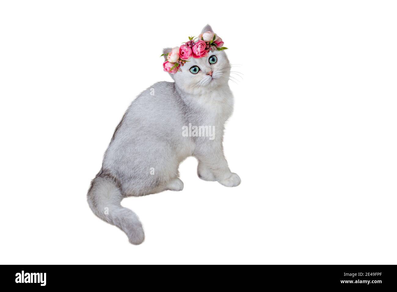 Adorable gray kitten British breed in a pink flower crown sitting on a white background. Stock Photo