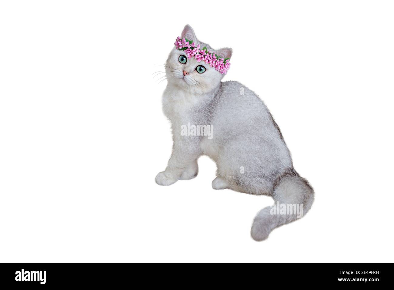 Beautiful gray kitten 5 months old British breed in a pink flower crown sitting on a white background. Stock Photo