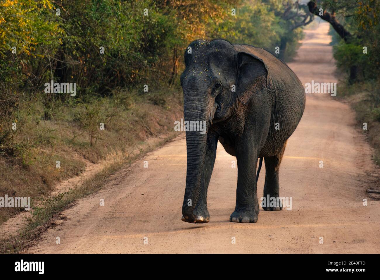Asian, Indian Elephant walking in warm morning light in the jungle of Yala National Park. Sri Lanka Elephant Stock Photo