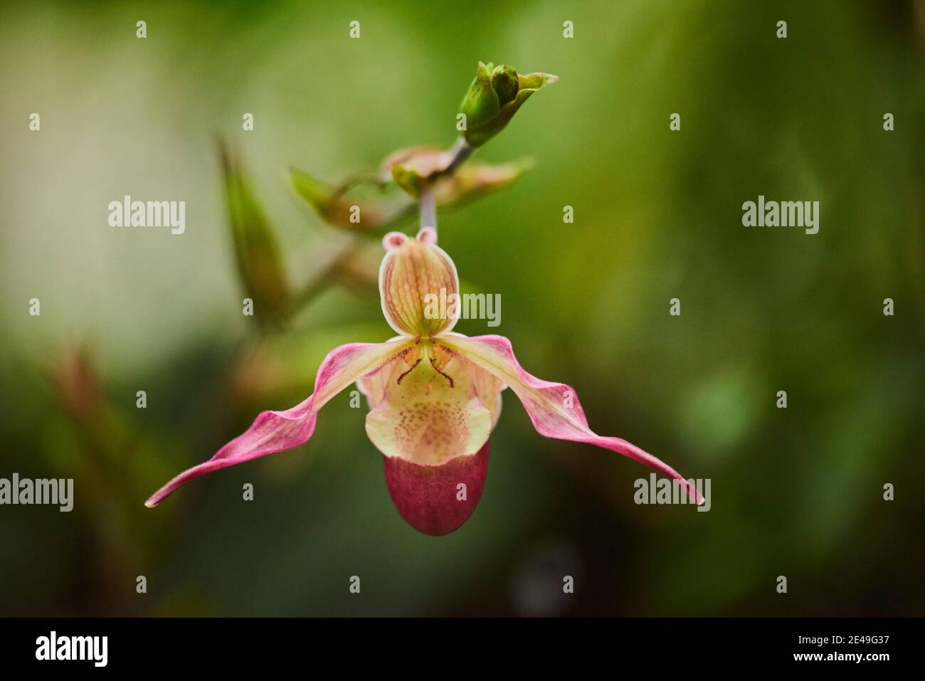 Orchid blossom, Paphiopedilum philippinense, blossom, blooming, Germany Stock Photo