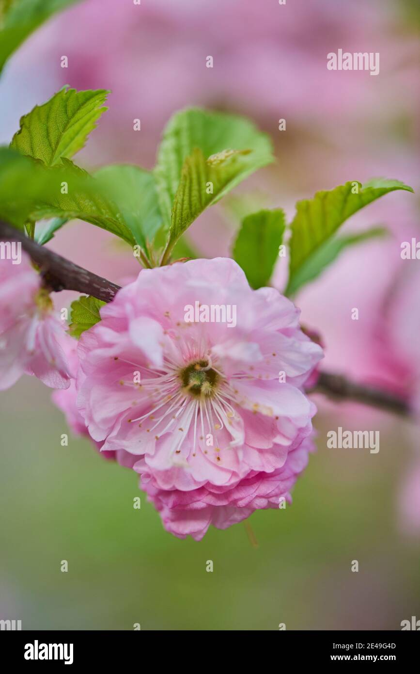 Almond blossoms, almond trees (Prunus triloba), Bavaria, Germany Stock Photo