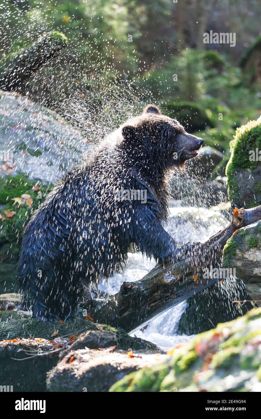 Braunbaer, Ursus arctos, brown bear Stock Photo