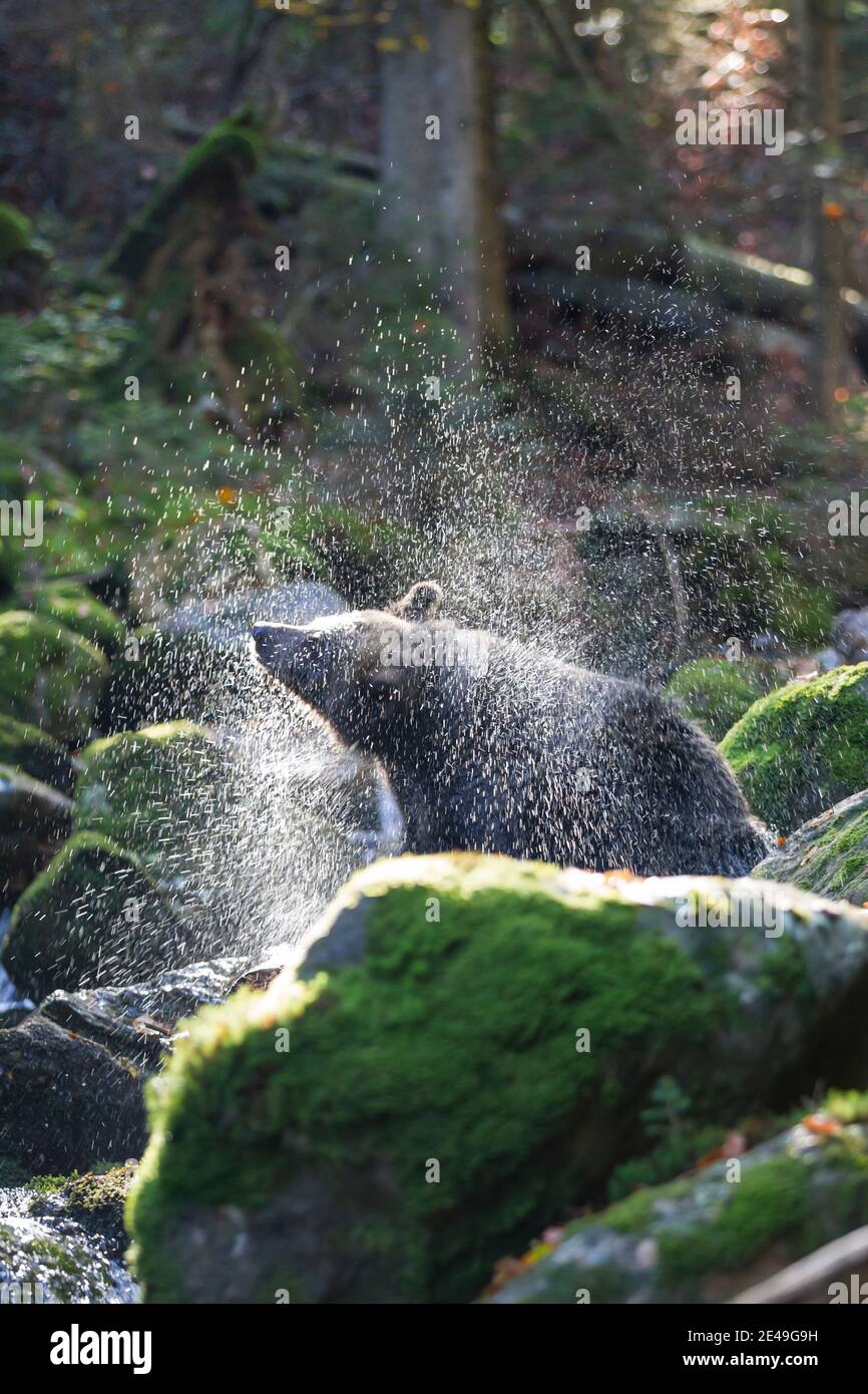 Braunbaer, Ursus arctos, brown bear Stock Photo