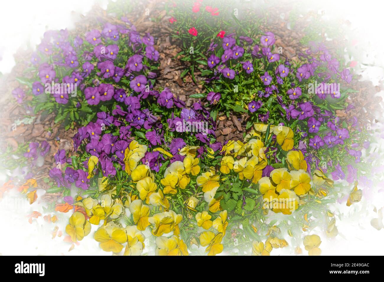A contrast of purple and yellow pansies planted together in a flower bed with a white vignetting for backgrounds copy space and wallpaper Stock Photo