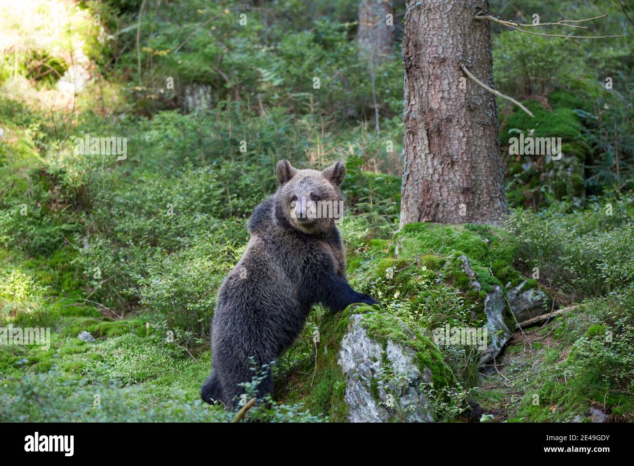 Braunbaer, Ursus arctos, brown bear Stock Photo