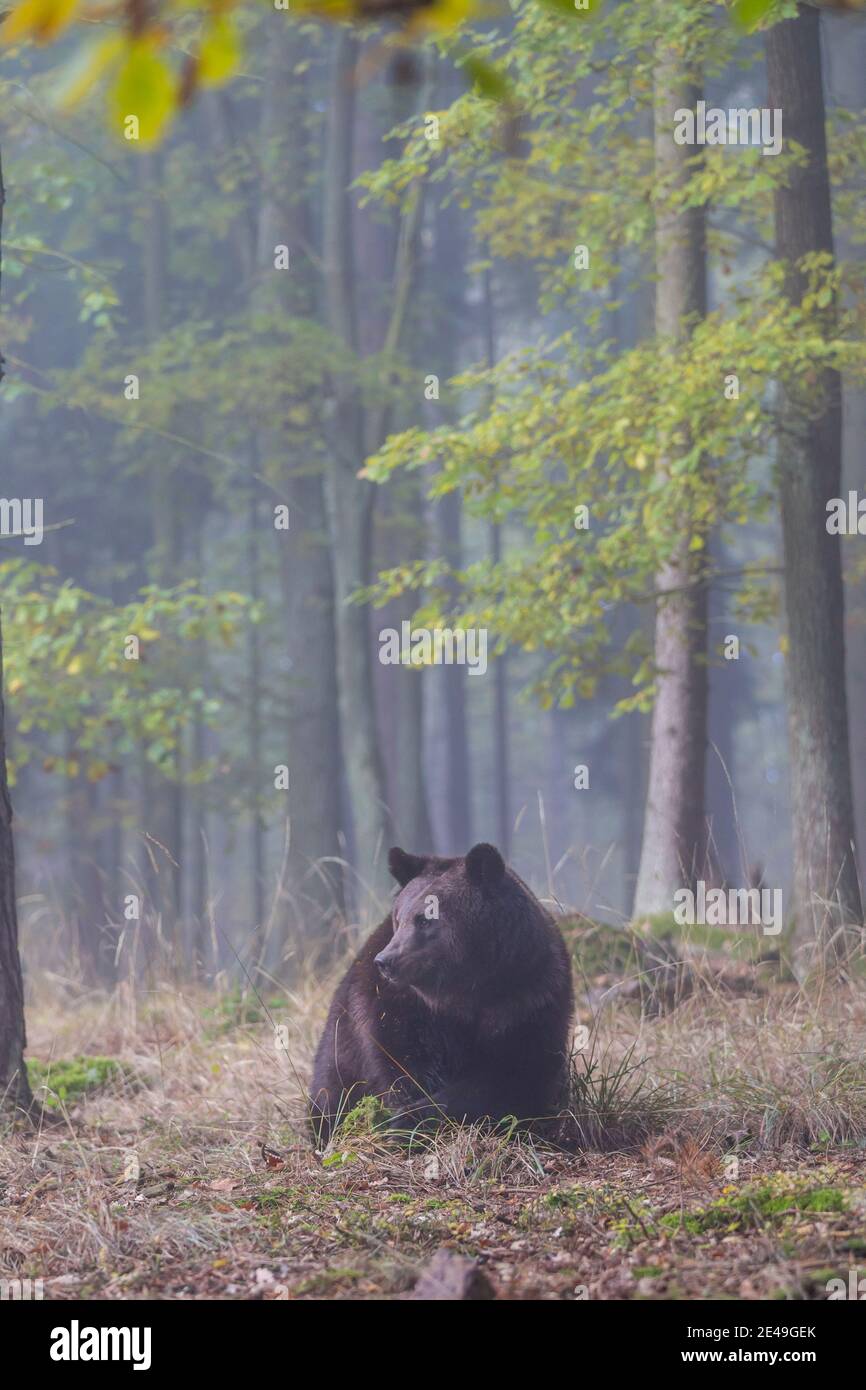 Braunbaer, Ursus arctos, brown bear Stock Photo