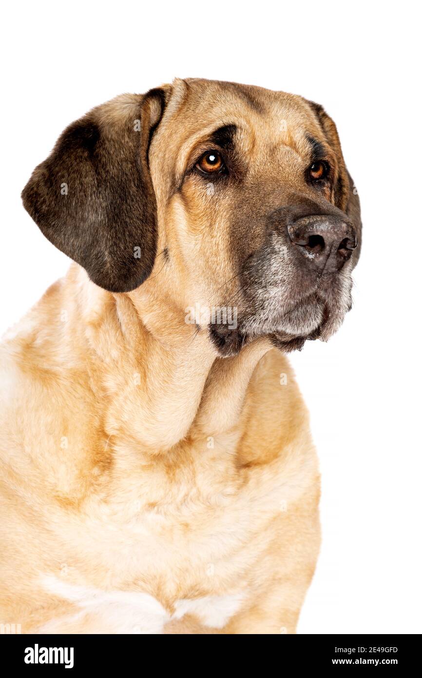 Broholmer mastiff hotsell