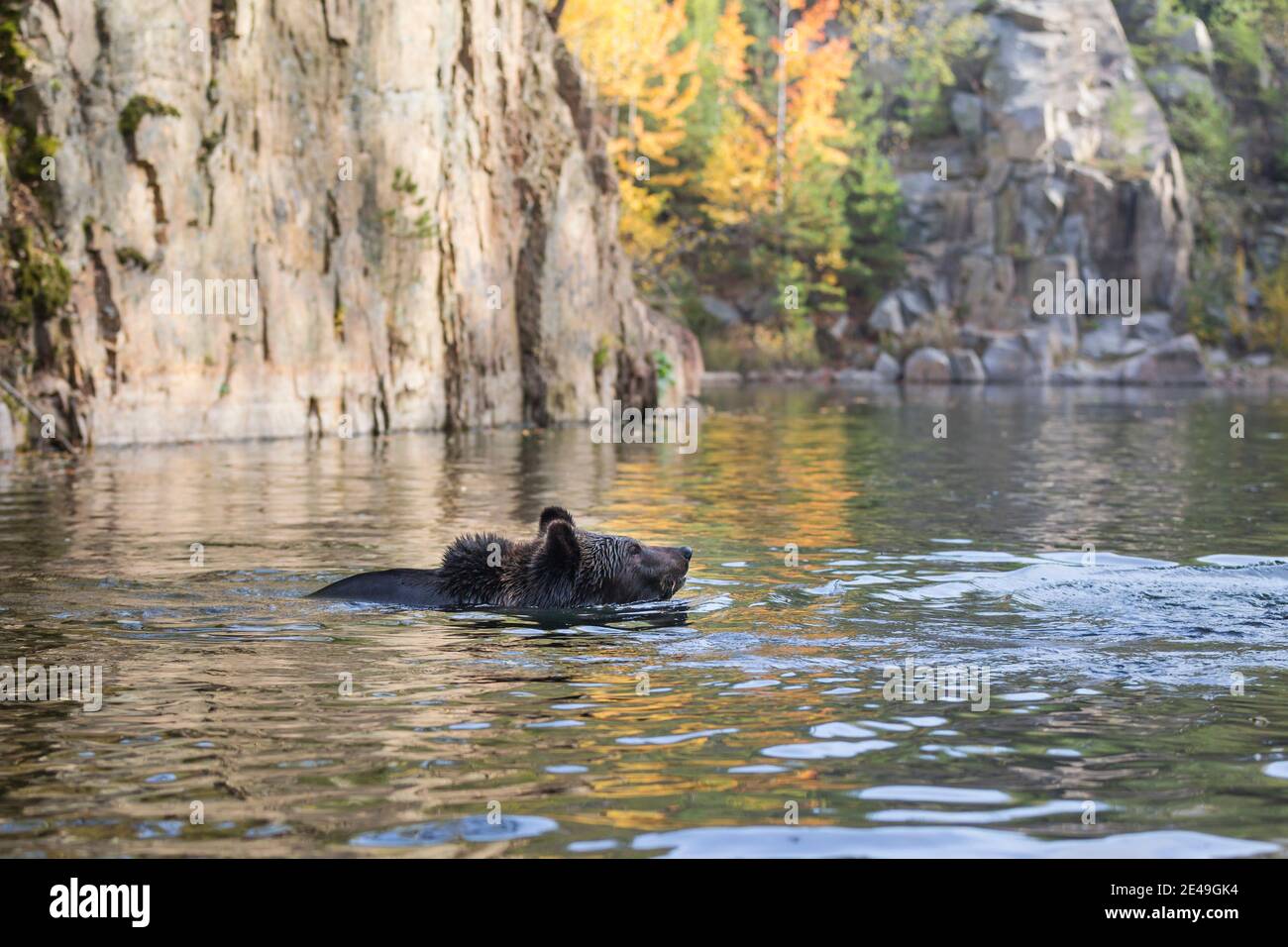 Braunbaer, Ursus arctos, brown bear Stock Photo