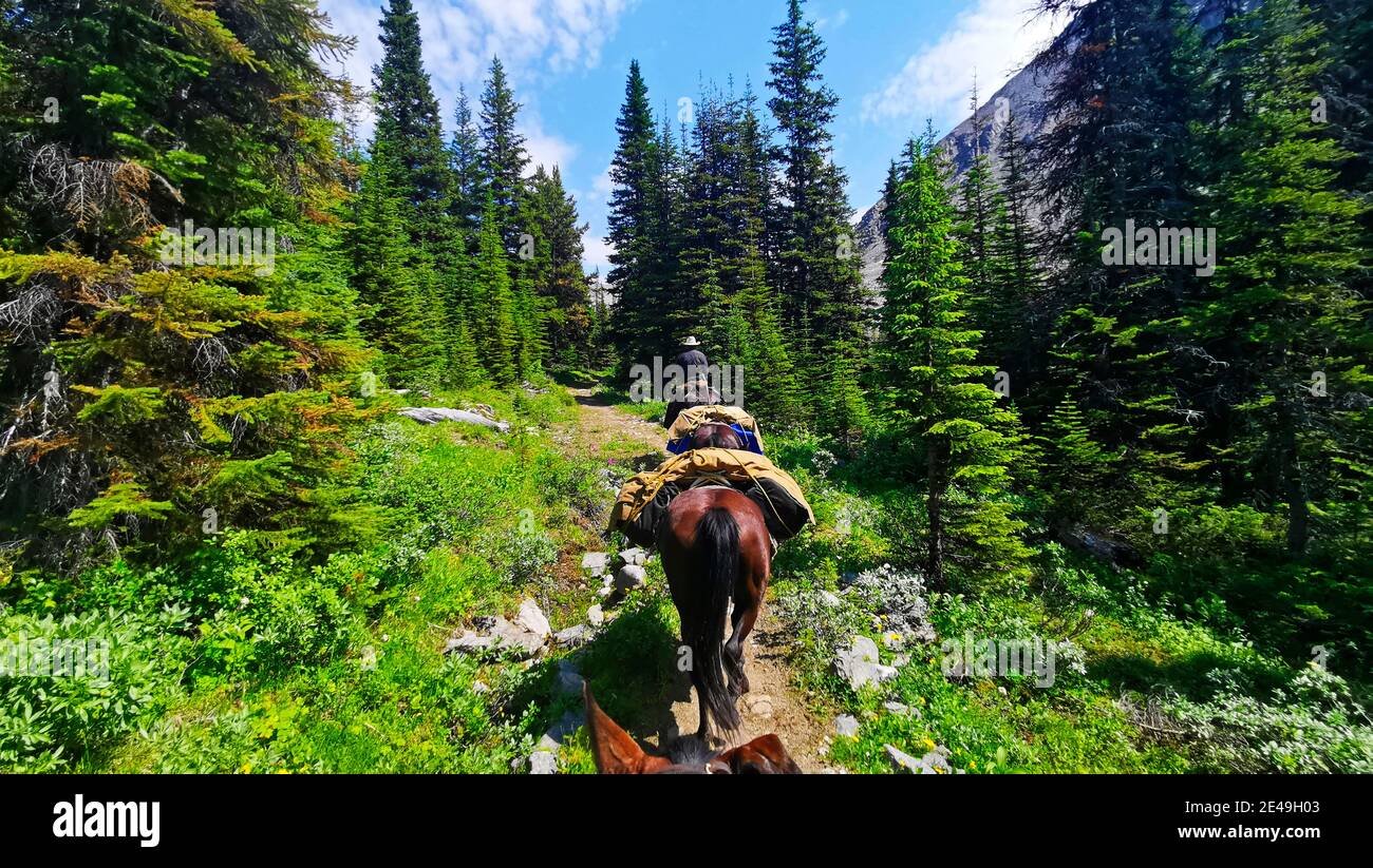 Supplying Shovel Pass Lodge with pack horses, Skyline Hiking Trail near Jasper, Jasper National Park, Rocky Mountains, Alberta, Canada Stock Photo