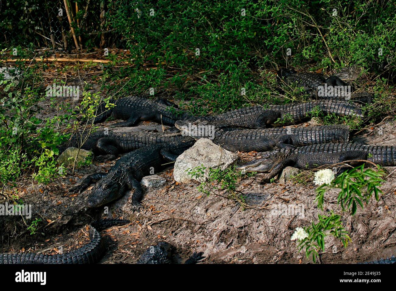 Swampy area with live alligators in Florida Stock Photo Alamy