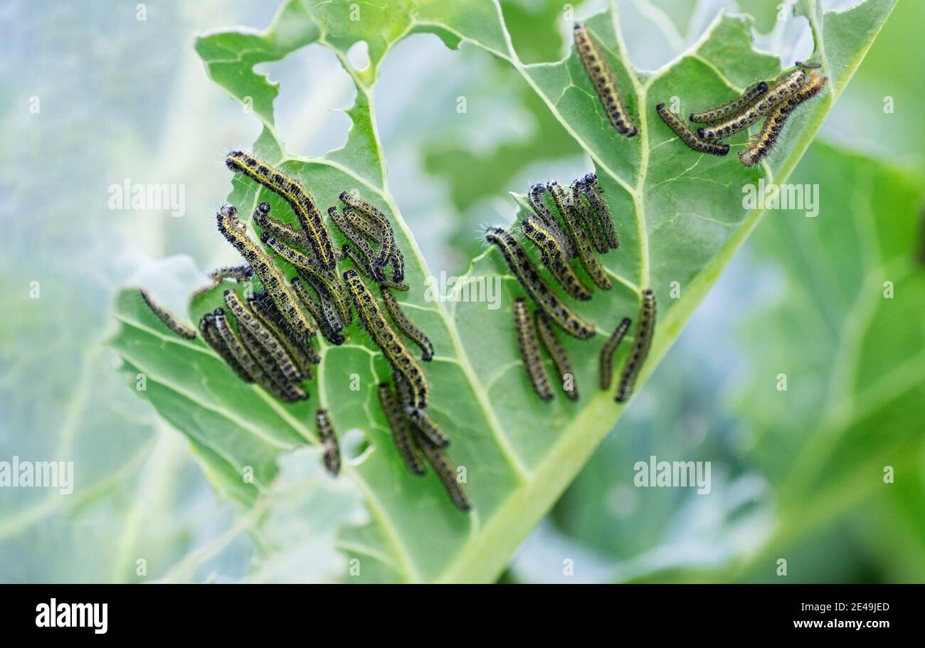 The caterpillars of the cabbage butterfly larvae eat the leaves of the
