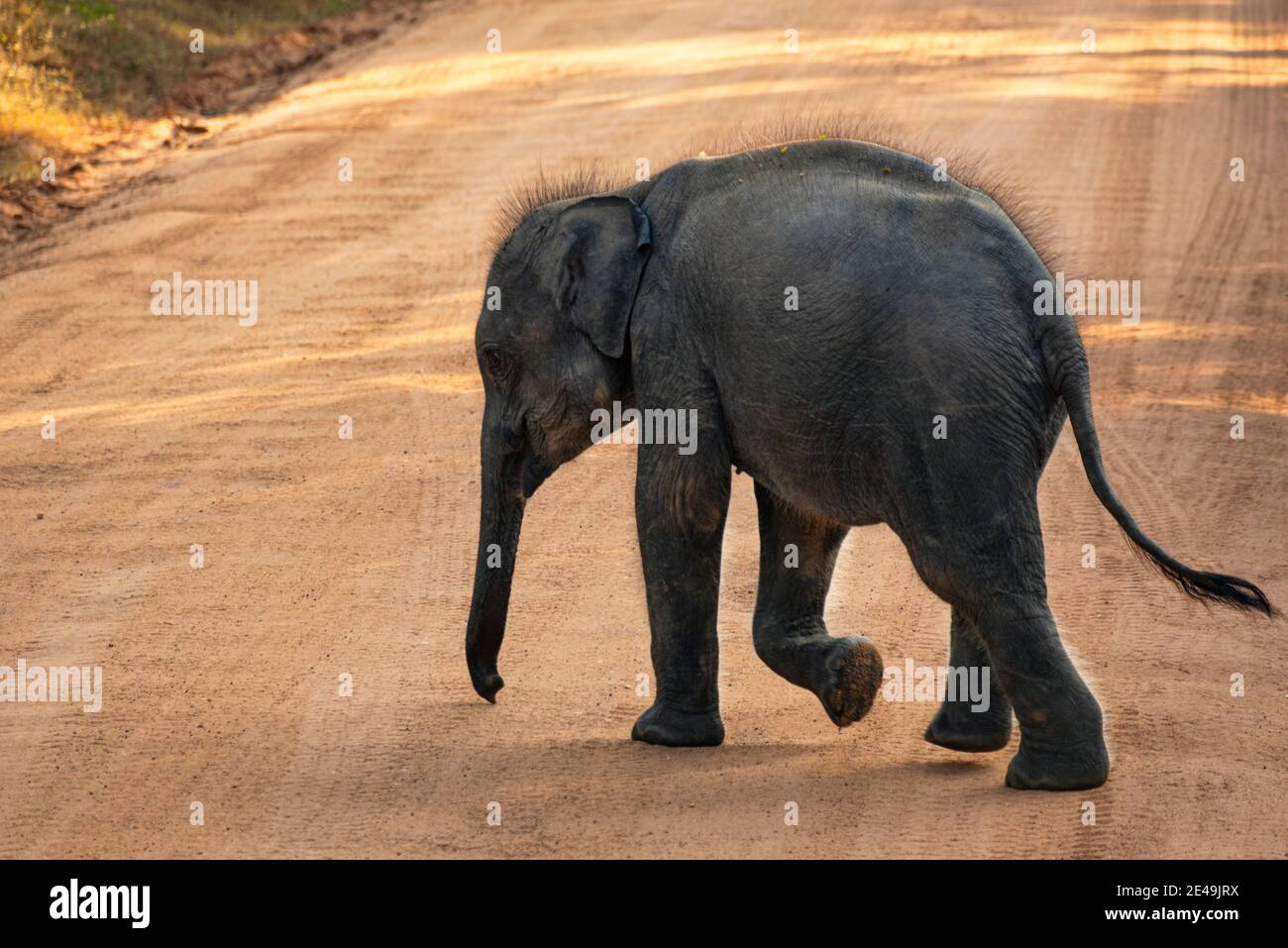 Asian, Indian Elephant walking in warm morning light in the jungle of Yala National Park. Sri Lanka Elephant Stock Photo