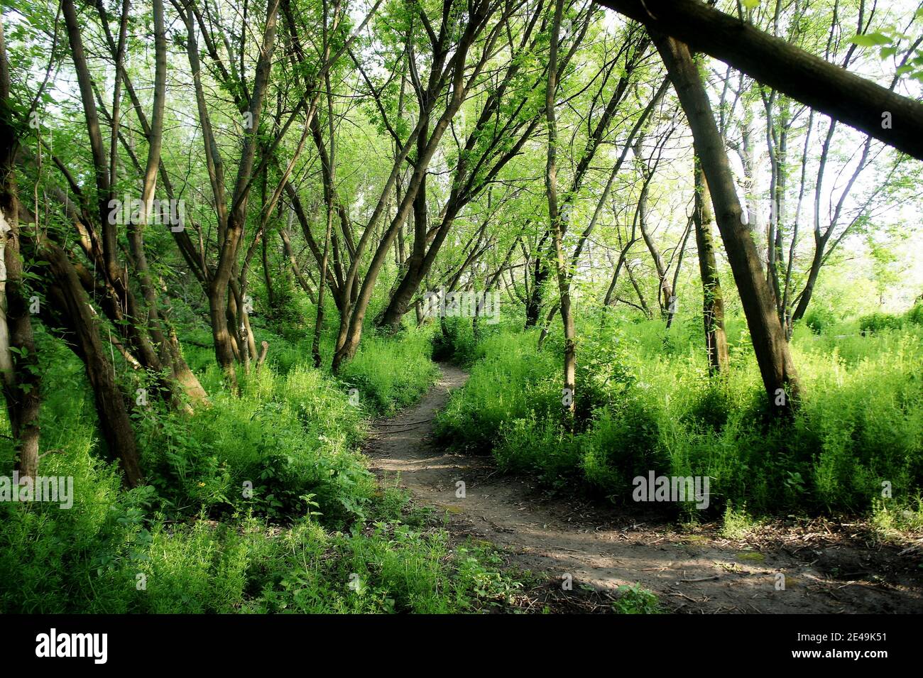 walking trail in the spring forest. hiking trail. trail for cycling ...