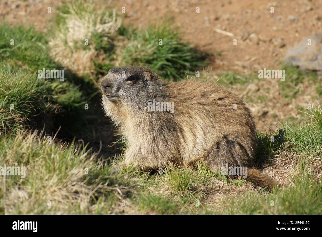 Marmotte Des Alpes High Resolution Stock Photography And Images Alamy