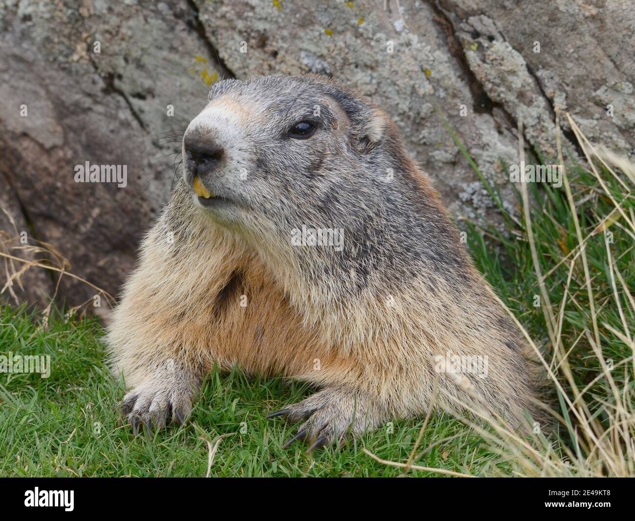 Marmotte Des Alpes Stock Photo Alamy