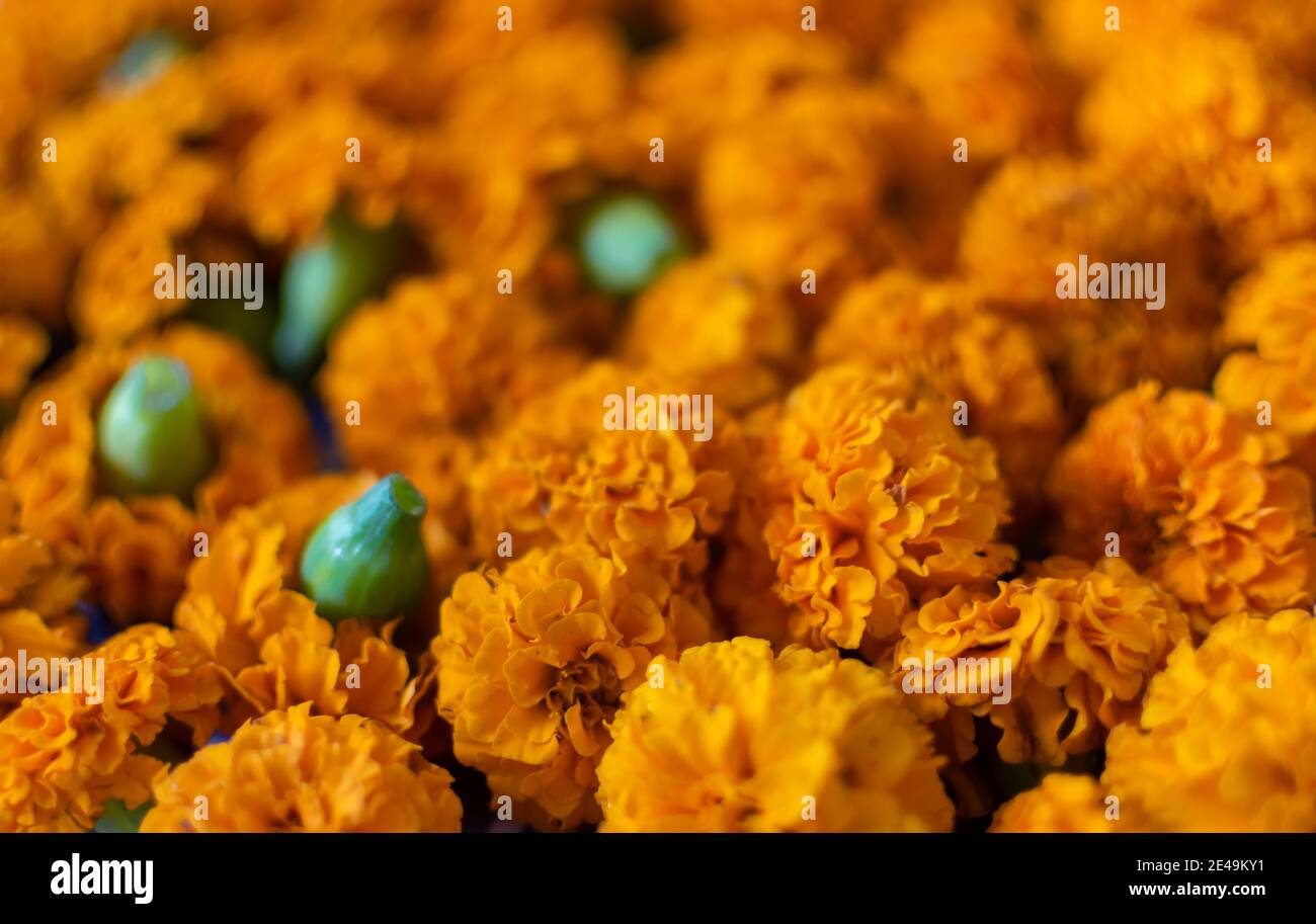 Plucked orange colored Marigold flowers Stock Photo