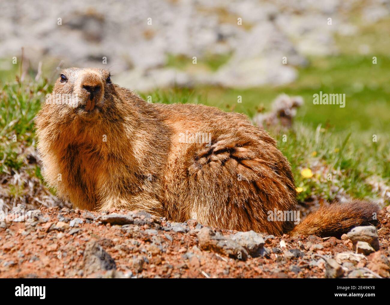 Marmotte Des Alpes High Resolution Stock Photography And Images Alamy