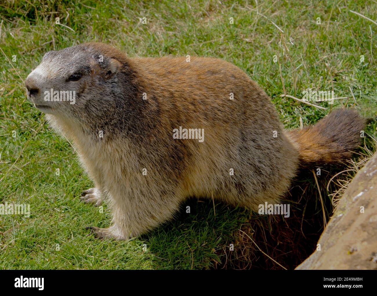 Marmotte Des Alpes Stock Photo Alamy