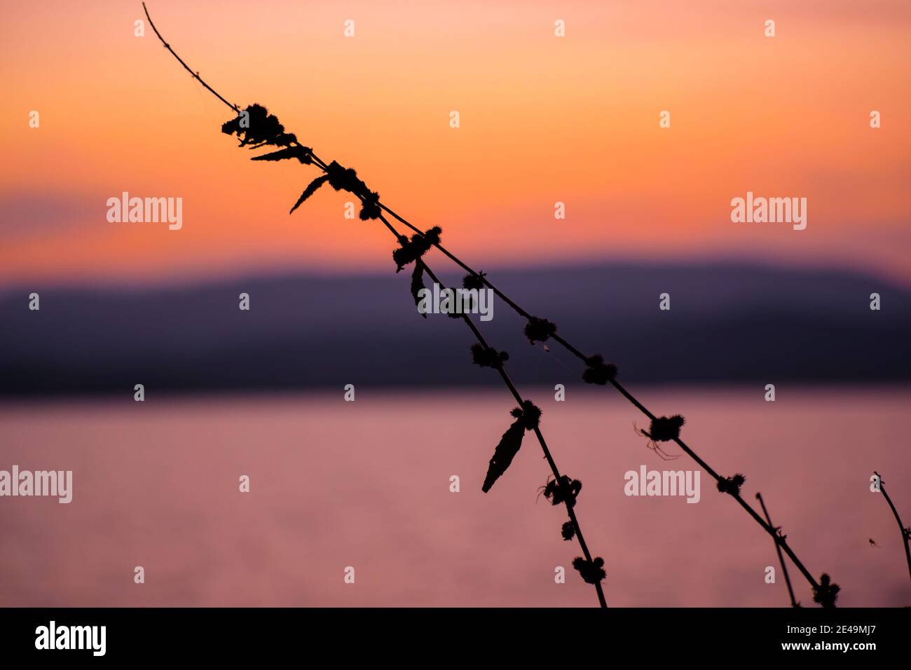 Silhouette of grass during colorful evening after sunset with blurry background. Stock Photo