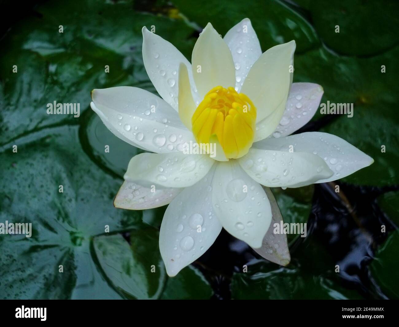 Top view of white Lotus flower with rain drops Stock Photo