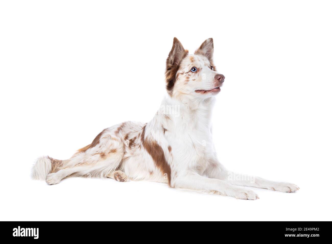 Red merle border collie hi-res stock photography and images - Alamy