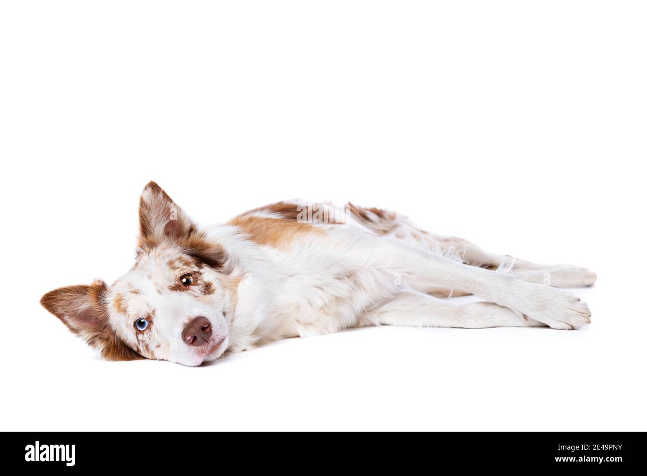 Red merle border collie hi-res stock photography and images - Alamy