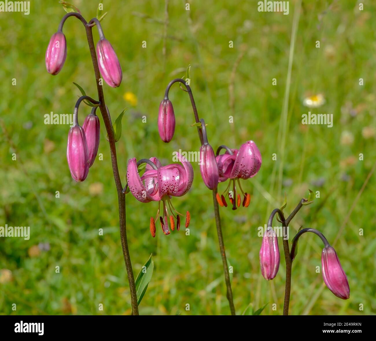 Manteau asclépiade Clearance