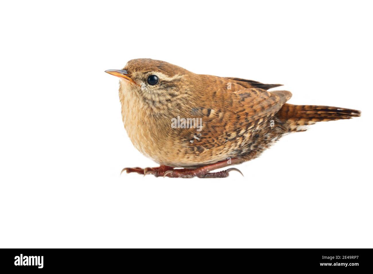 Wren as one of the smallest birds in Europe. Isolate on a white background Stock Photo