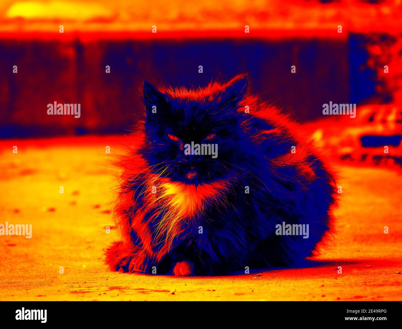 Cat in scientific high-tech thermal imager seen on street in evening Stock Photo