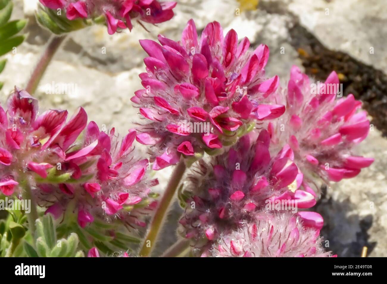 Manteau asclépiade Clearance