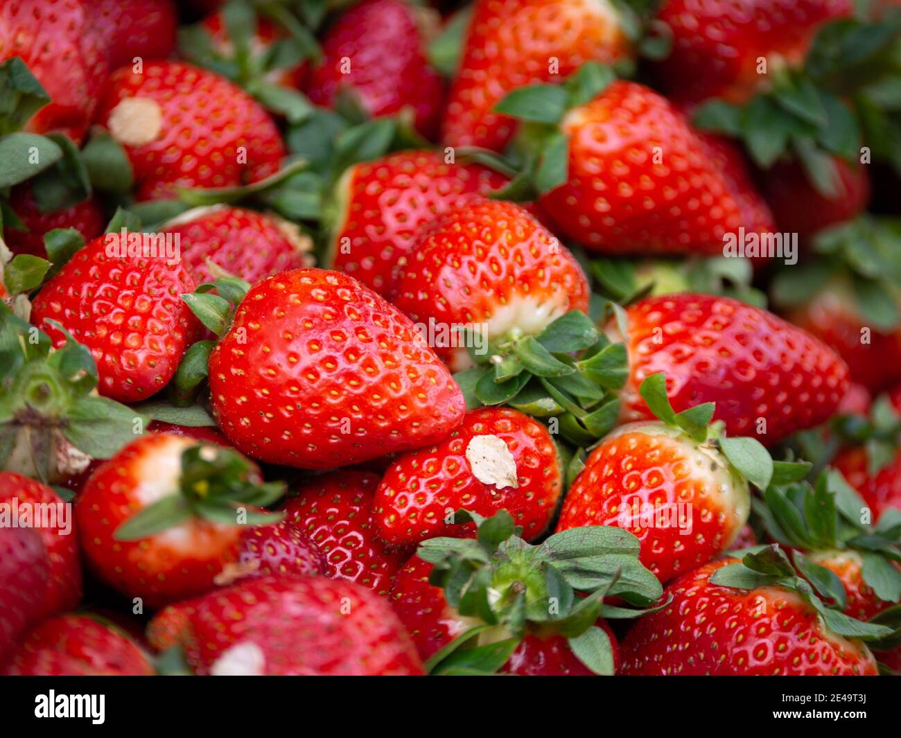 Strawberries under hi-res stock photography and images - Alamy
