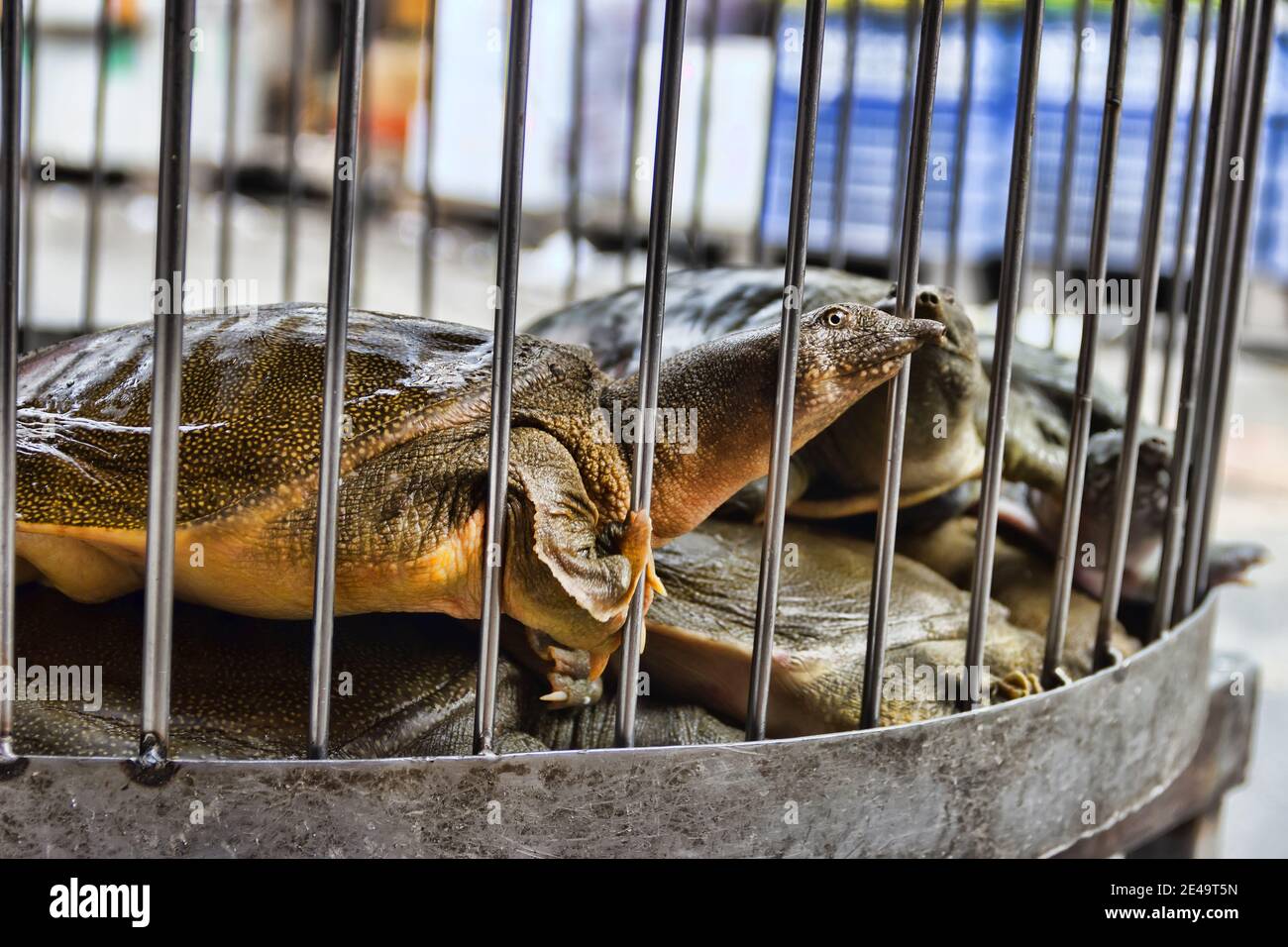 Abhua, Indian flap-shelled turtles (Lissemys ptyodactylus, Lissemys punctata) turtles are sold in the Vietnamese market (live trading, wet market), an Stock Photo