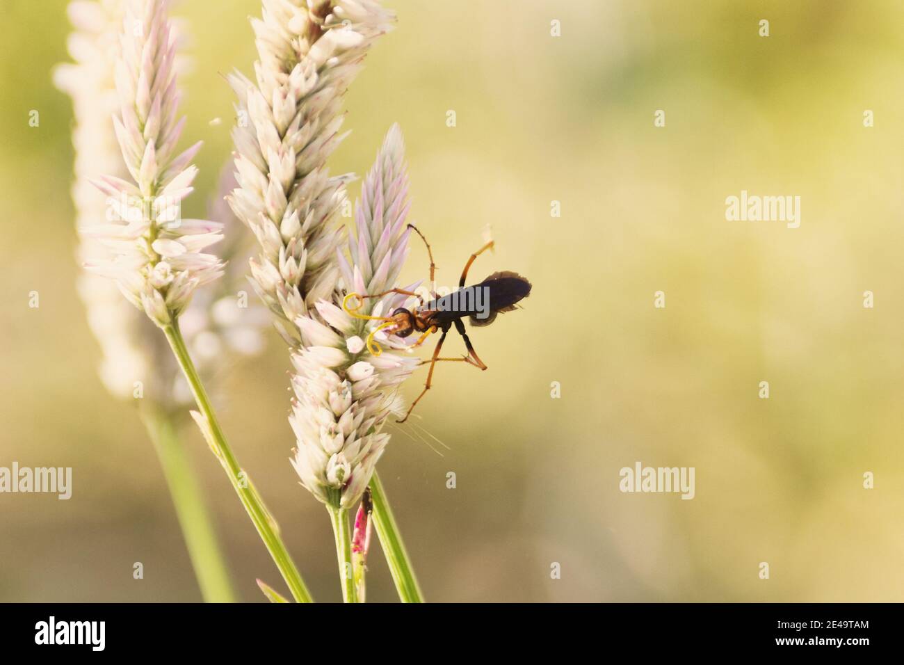 Beautiful ears of grain and a black-and-yellow parasitic wasp Ichneumon from order Hymenoptera. Macro insects of Thailand Stock Photo