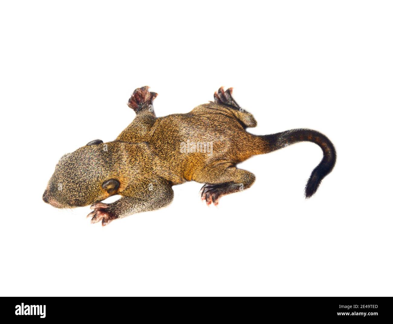 Growing squirrel pup of Indian palm squirrel (Funambulus palmarium) isolated on a white background Stock Photo