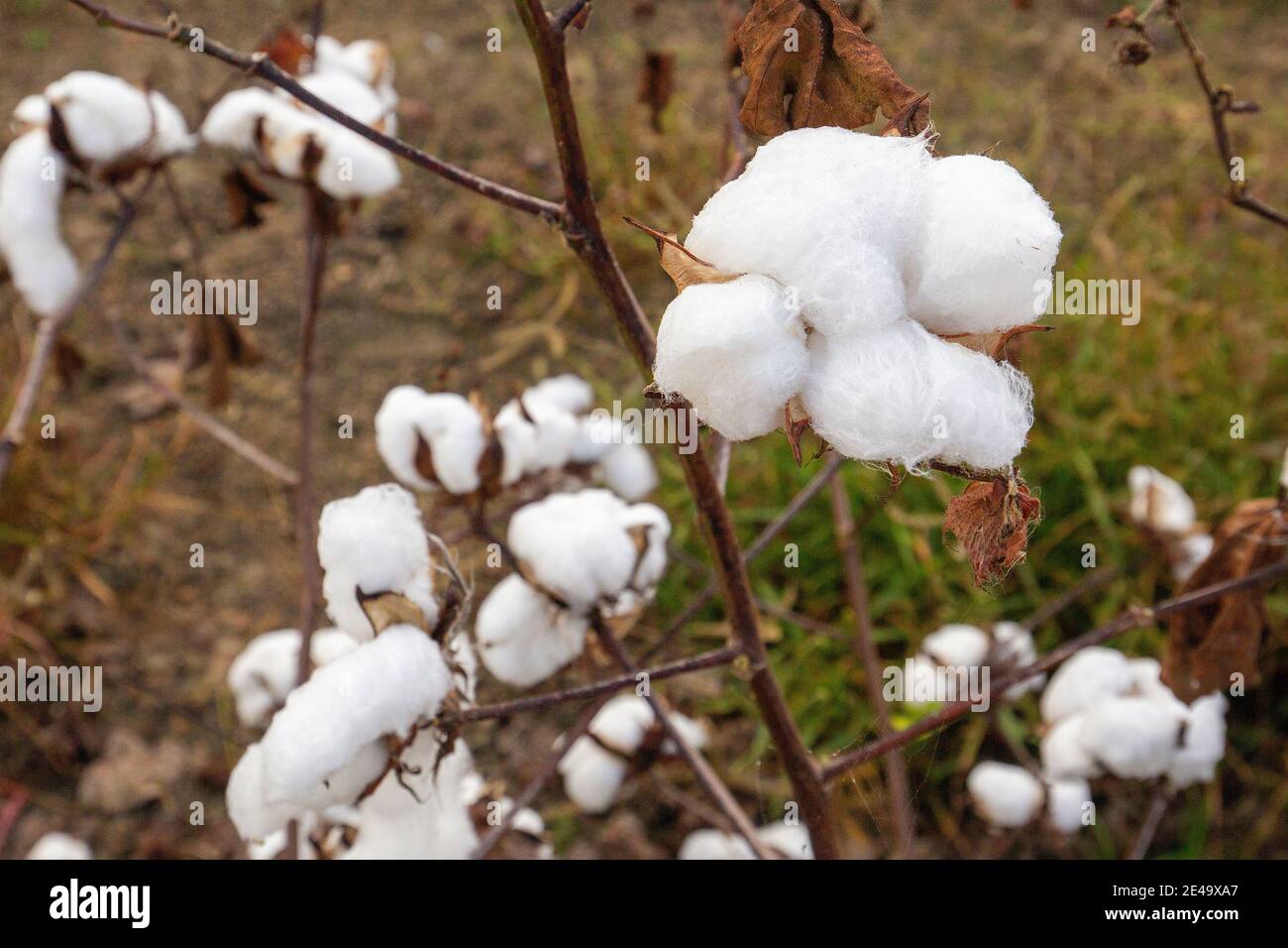 A field of cotton ready for harvest near Vienna Georgia. Cotton is Georgia's number one row crop. Stock Photo