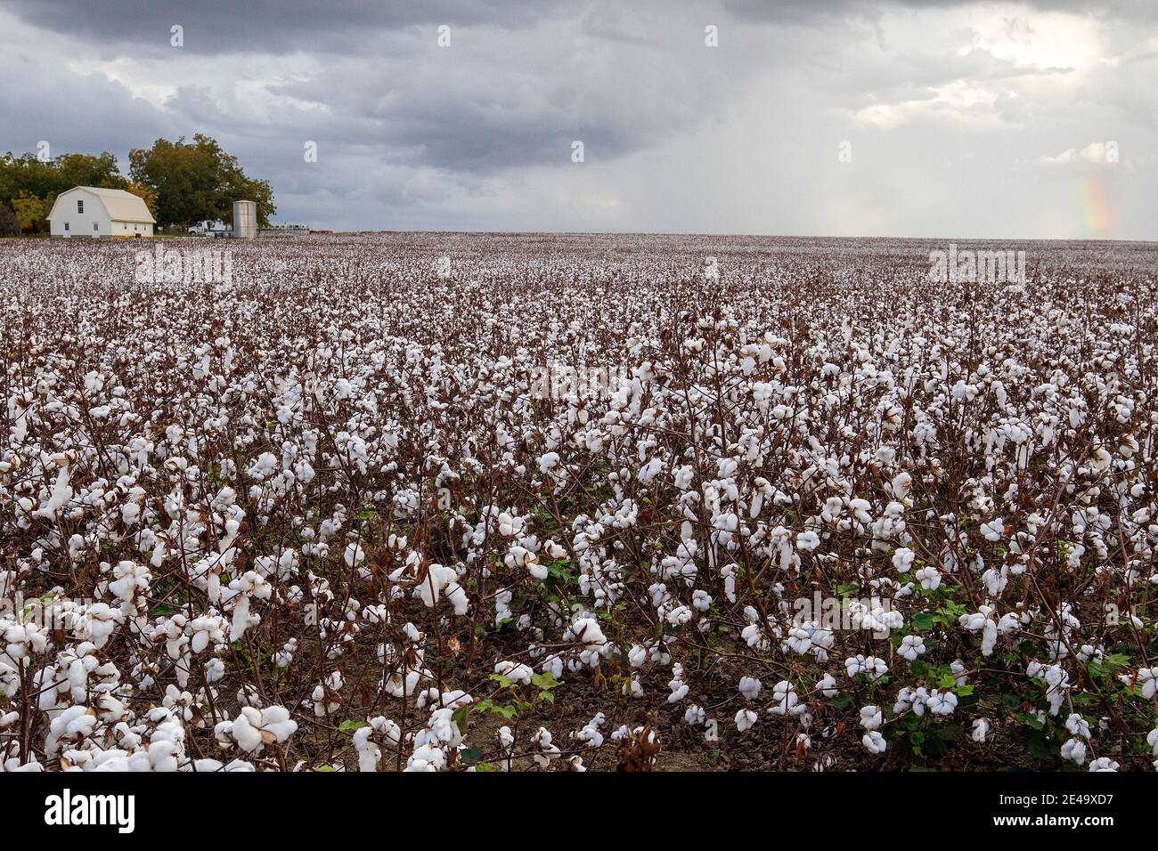 A field of cotton ready for harvest near Vienna Georgia. Cotton is Georgia's number one row crop. Stock Photo