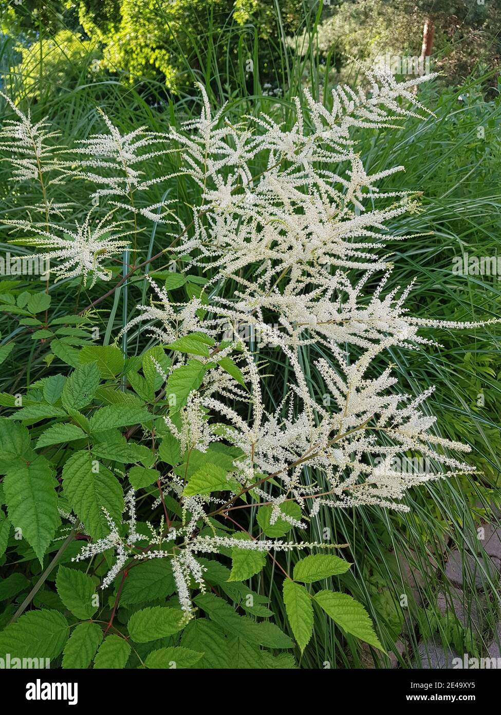 White blooming astilbe Stock Photo