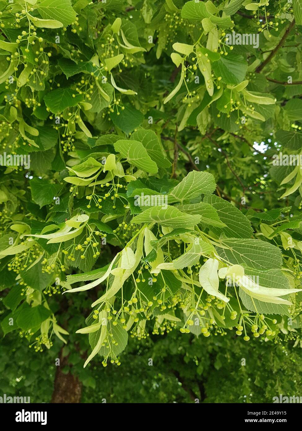 Linden branch detail Stock Photo Alamy