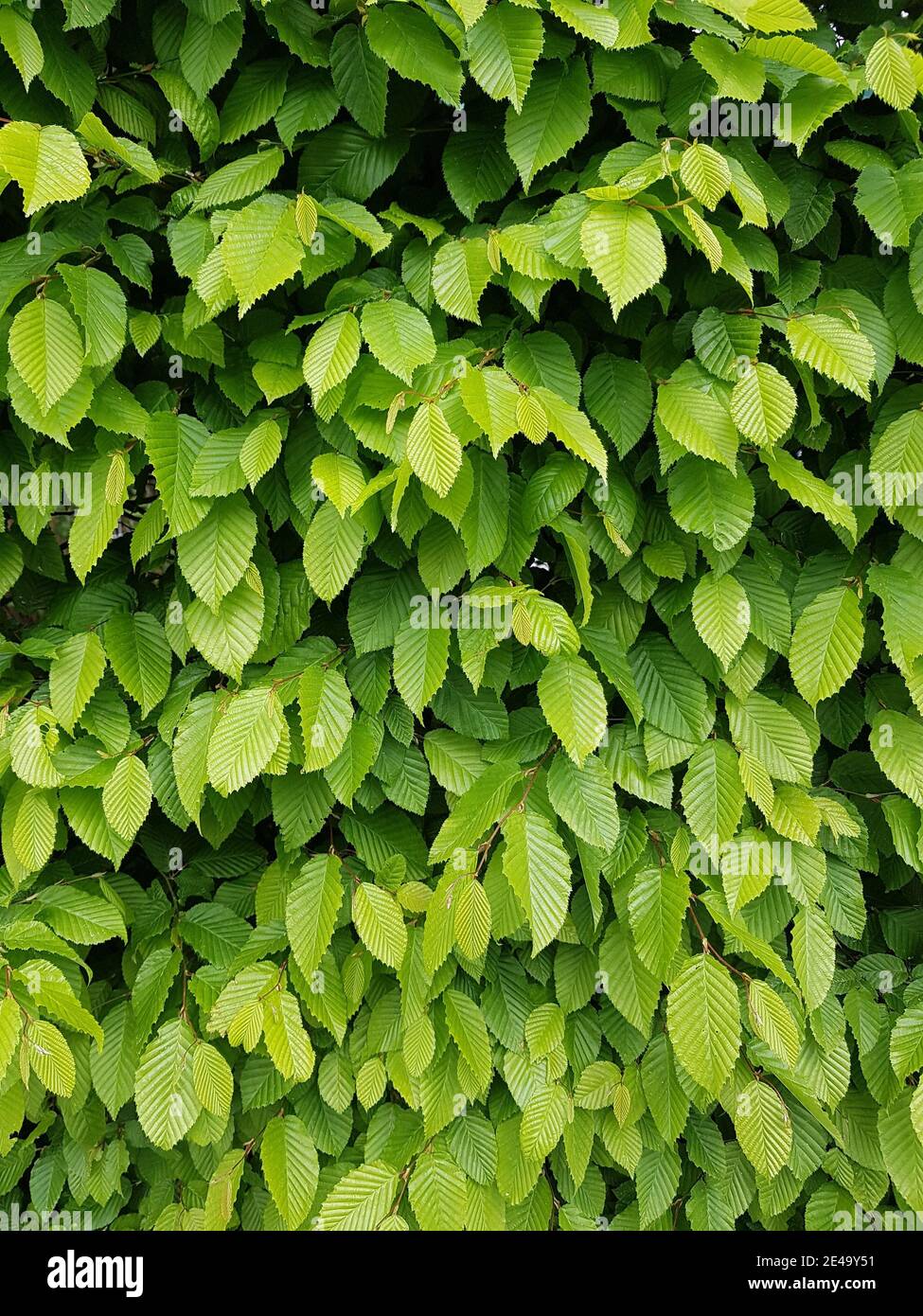 Section of a hornbeam hedge Stock Photo