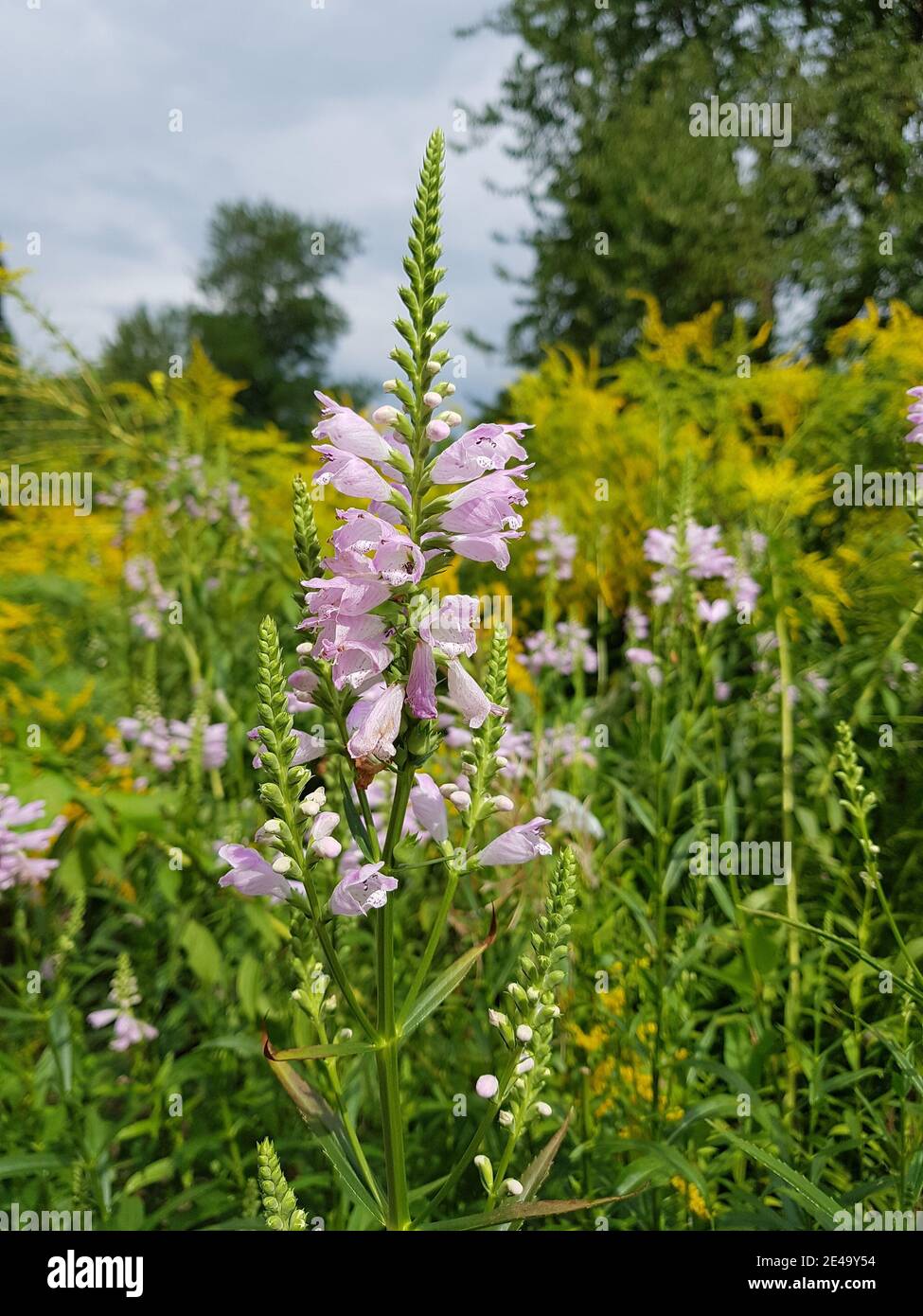 Joint flower in a meadow Stock Photo
