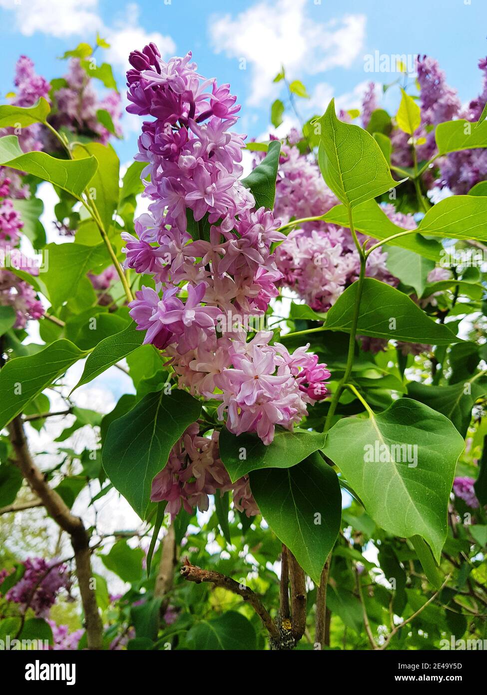 Pink blooming lilacs against a blue sky Stock Photo