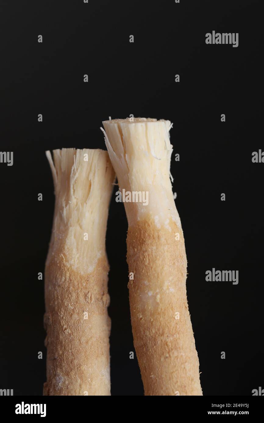 miswak stick near me
