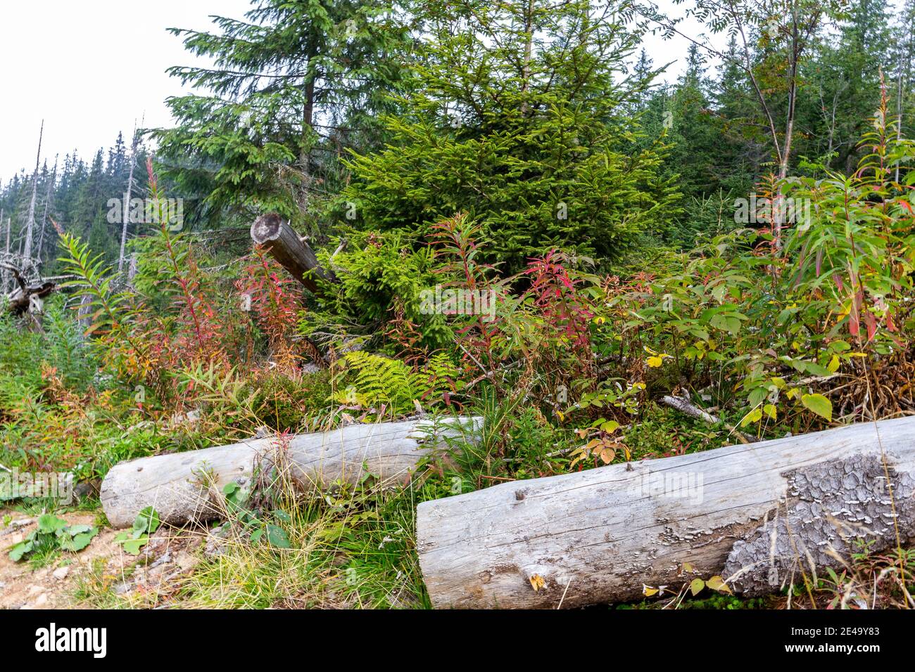 Dry rotten tree trunks lying in a forest litter among mountain pine