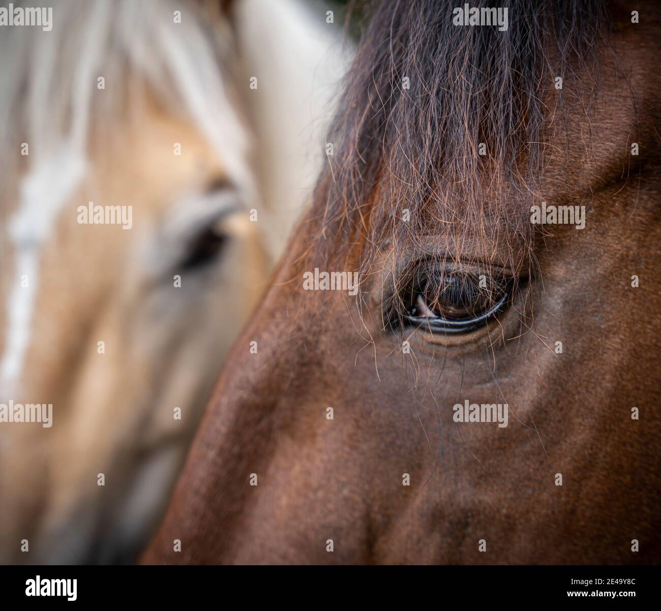 Horse, portrait Stock Photo