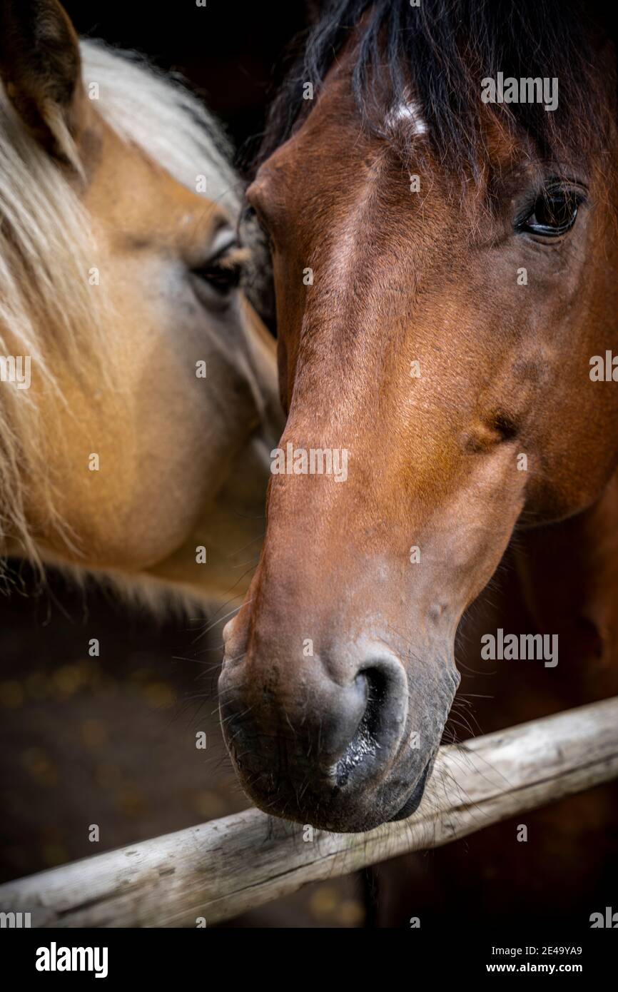 Horse, portrait Stock Photo