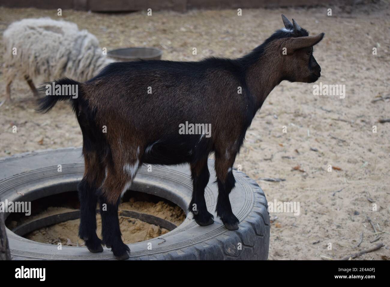 Little goat kid standing on a tire in a farm. A brown goat kid is standing on a tire at a contact zoo Stock Photo