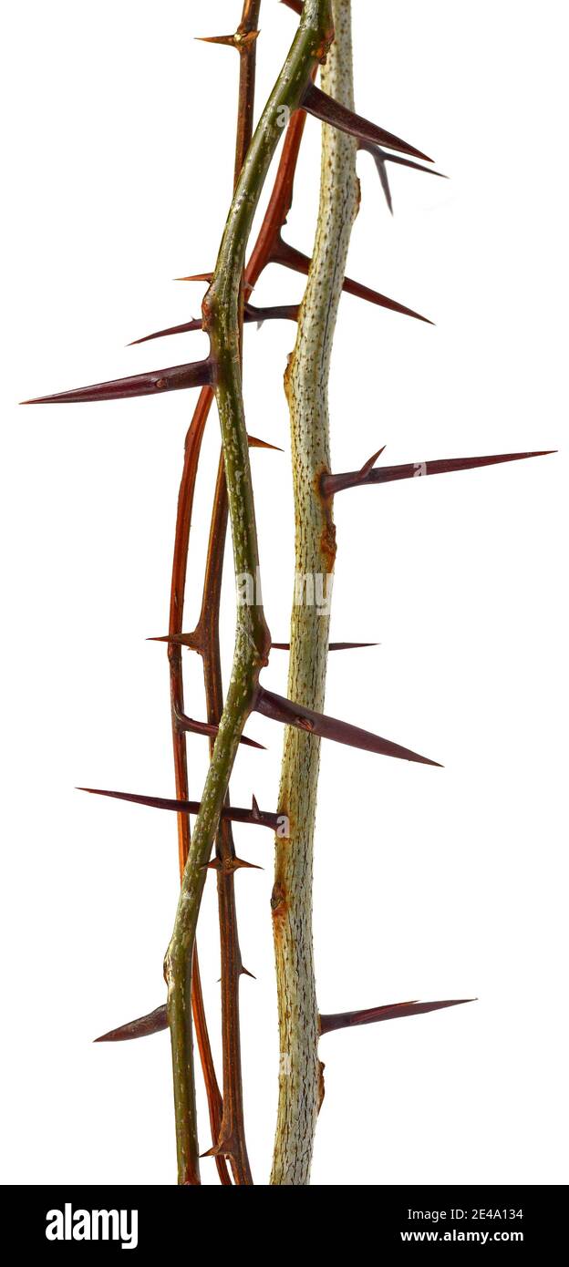 tree branch with thorns isolated on white background, clipping path Stock Photo