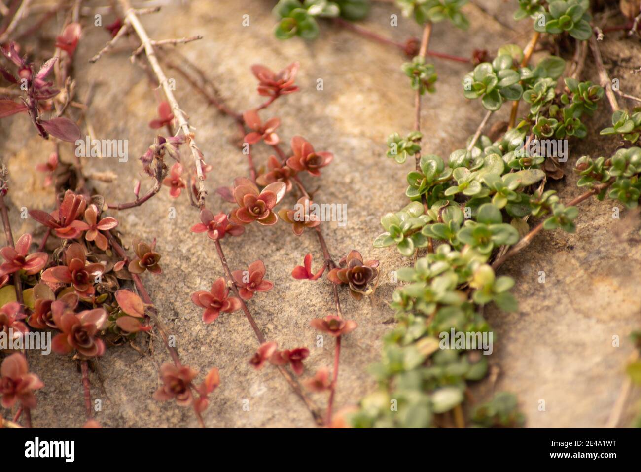 Closeup shot of red and green creeping sedum plant on a rock surface Stock Photo